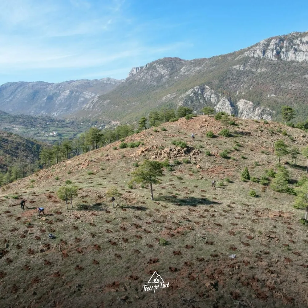 2024: Pregj-Lurë our first planting on the municipality land