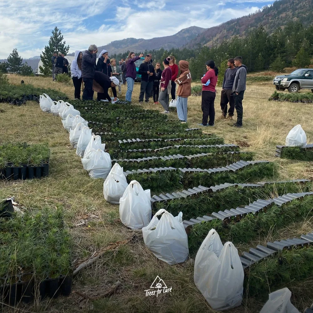 2024: Saplings ready for planting"