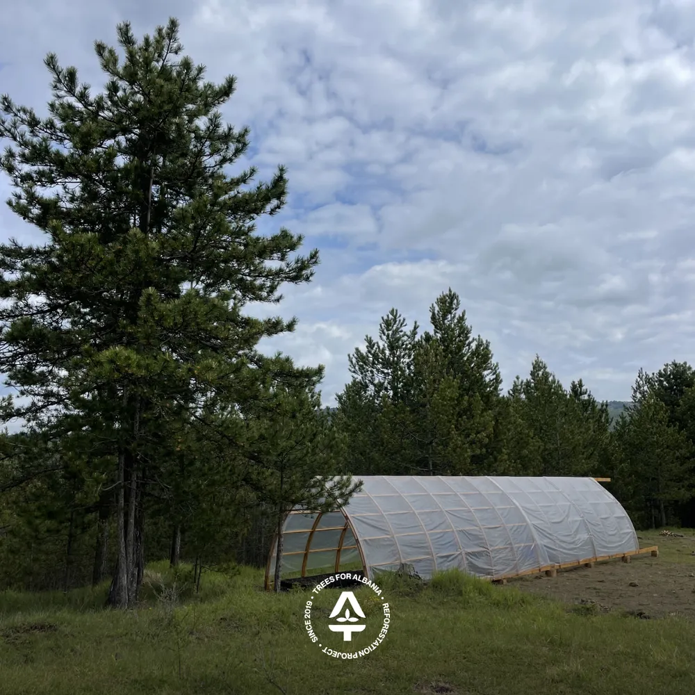 Tree nursery area with our greenhouse