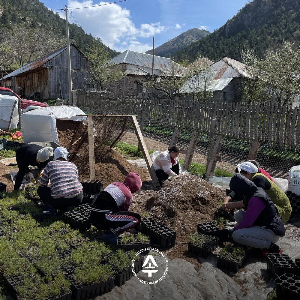 Disinfecting BCC HIKO V256 for transplanting