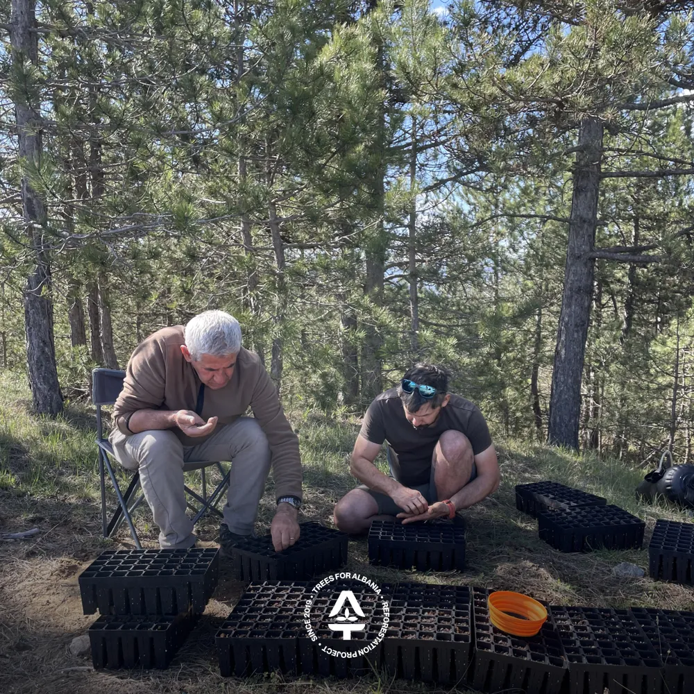 Pinus nigra seed planting in May 2025