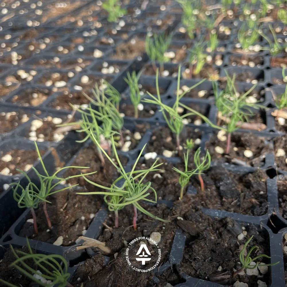 Pinus nigra sapling in June 2025