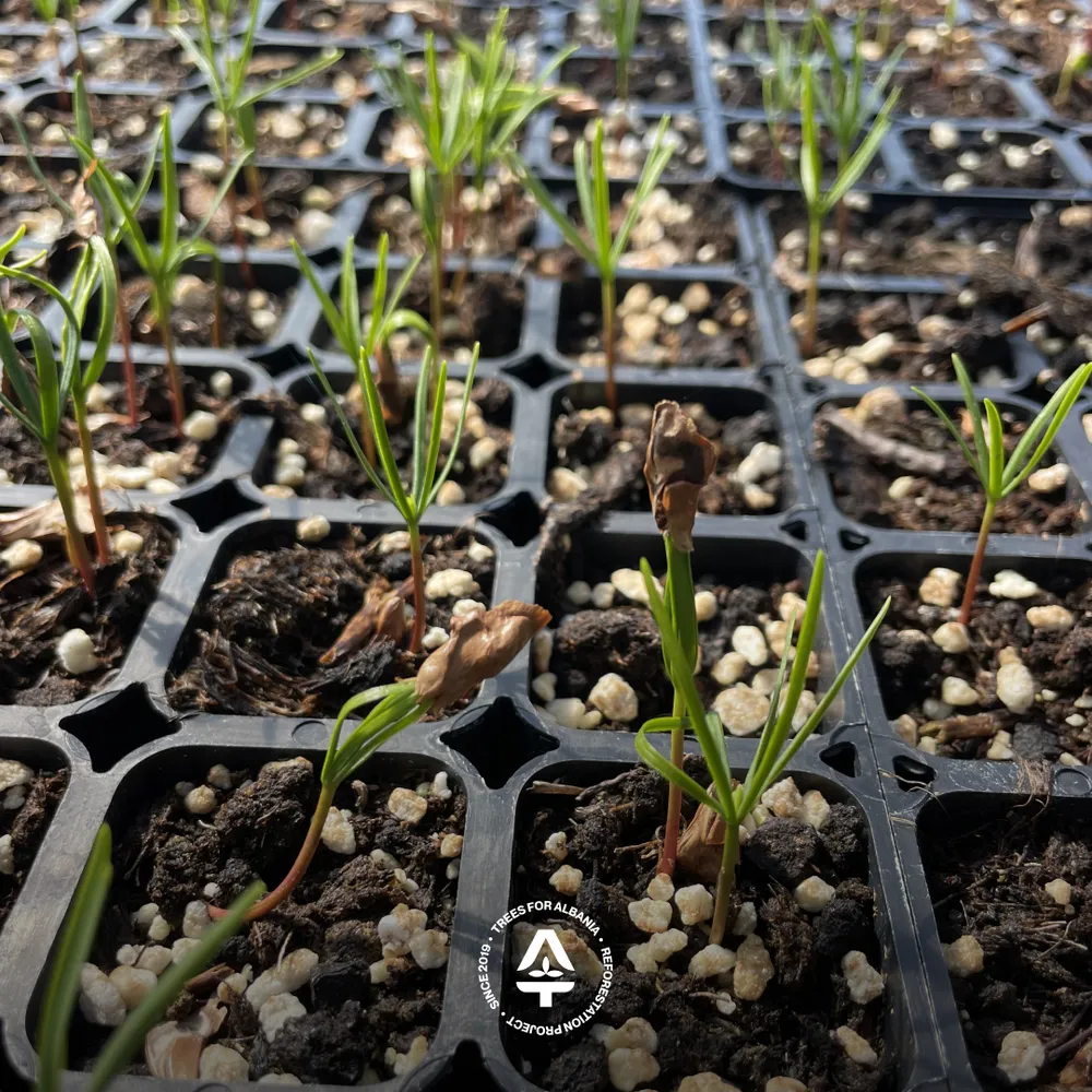 Abies alba sapling in June 2025