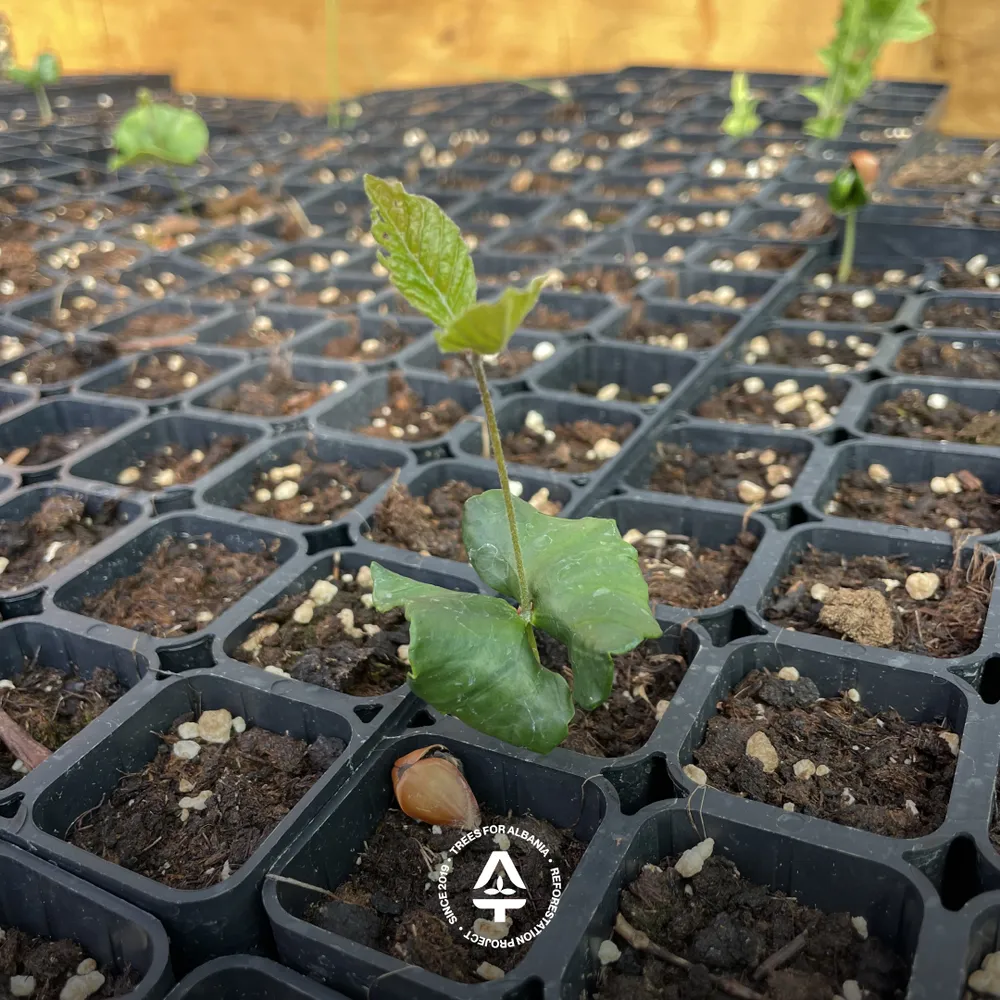 Fagus sylvatica sapling in June 2025