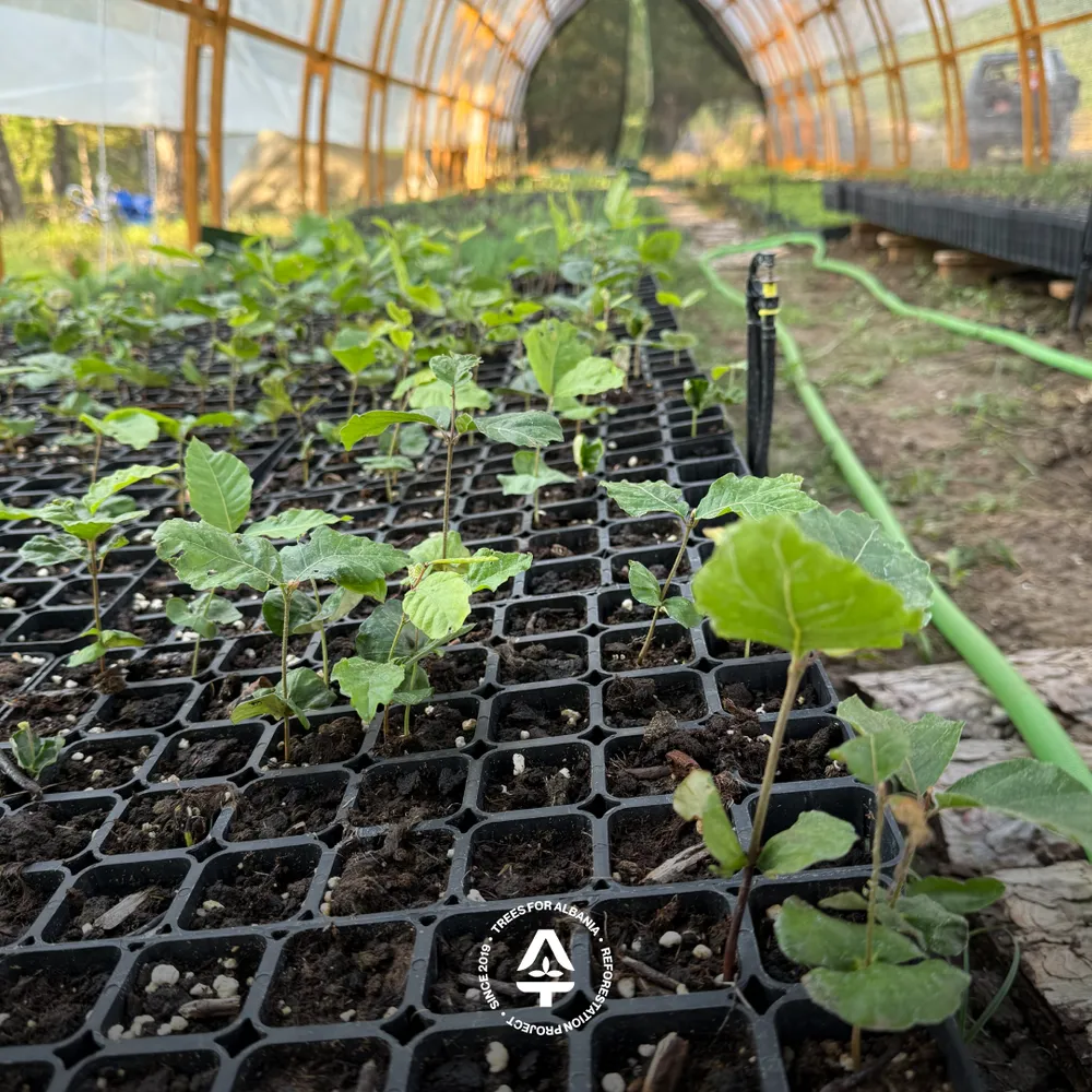 Fagus sylvatica sapling in August 2025