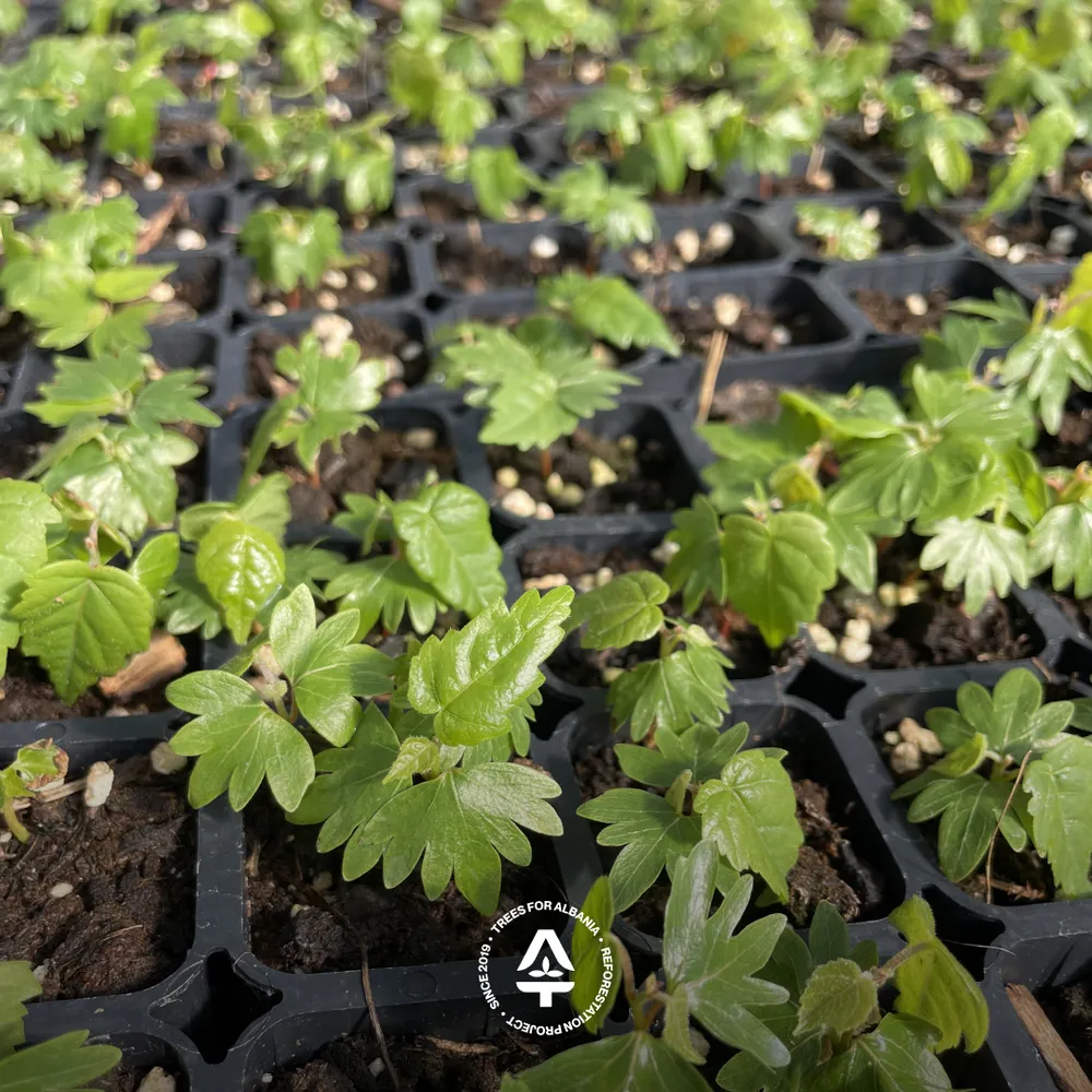 Tilia cordata sapling in June 2025