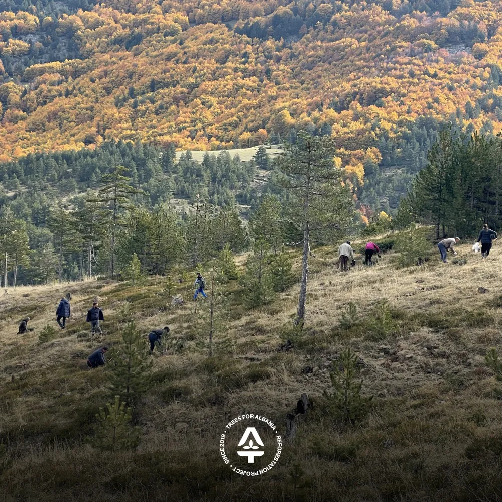 Workers in Lurë 2025 planting area