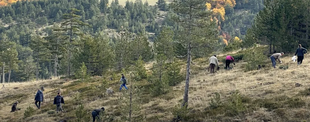 Lurë 2025 planting area, plot 118a