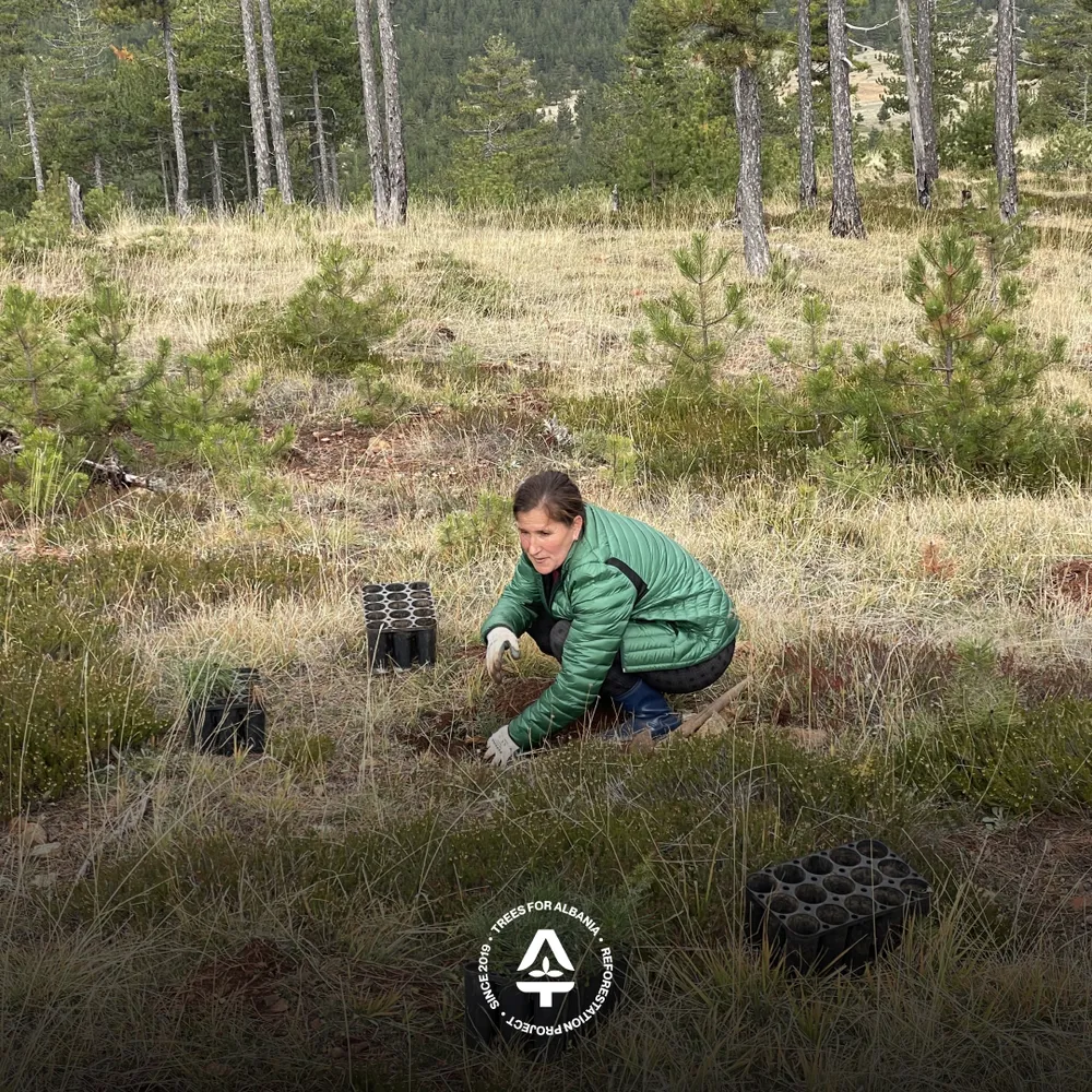 Valbona replacing trees