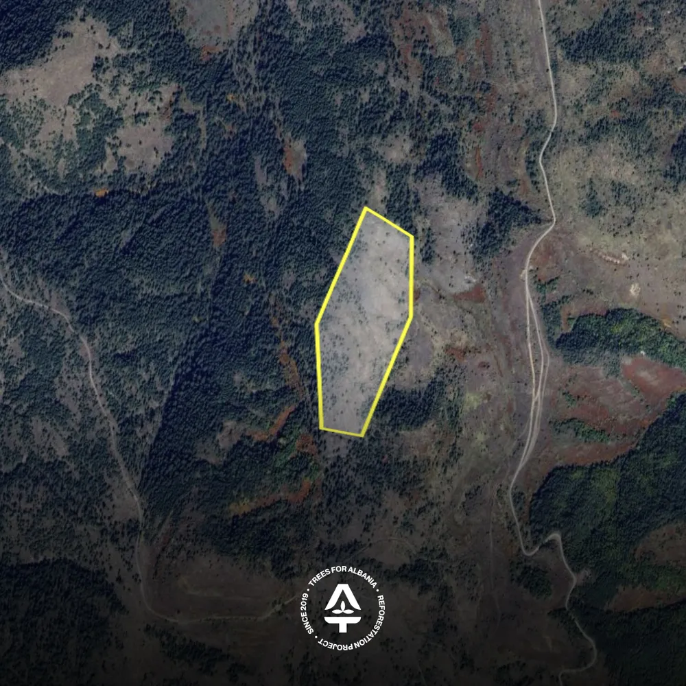 Voskopojë 2025 planting area