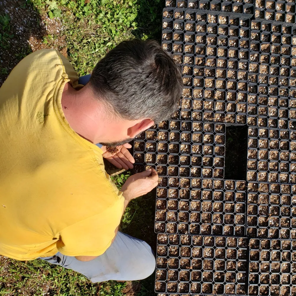 2023: Planting seeds in BCC HIKO-V120SS trays