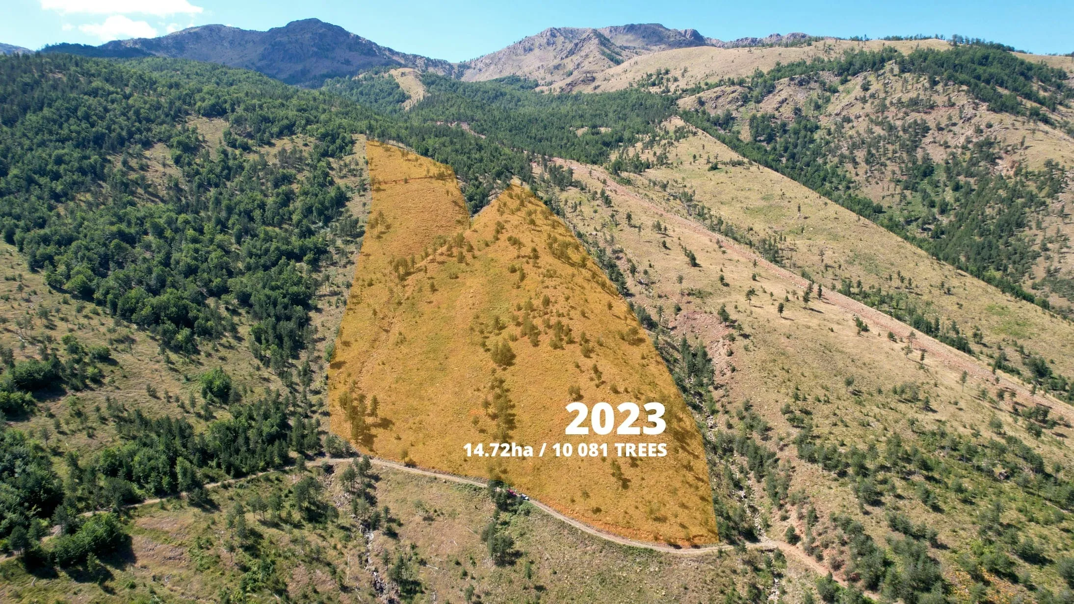 2023: An aerial view on the planting area (middle)