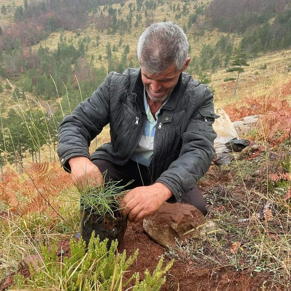 2023: Kujtim planting one of nursery trees