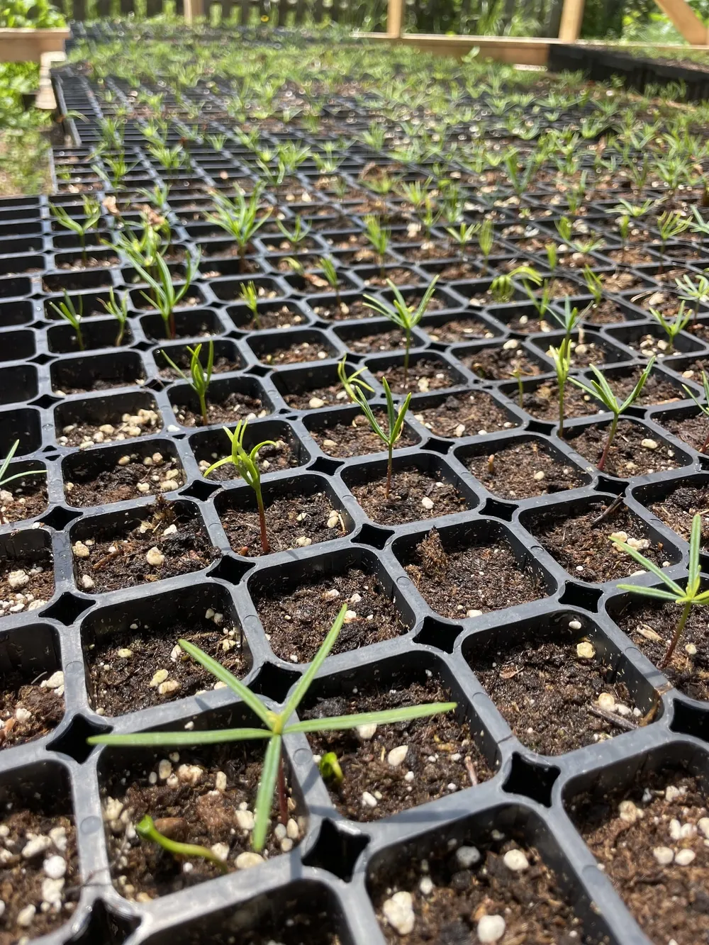 Abies alba 2 month seedlings