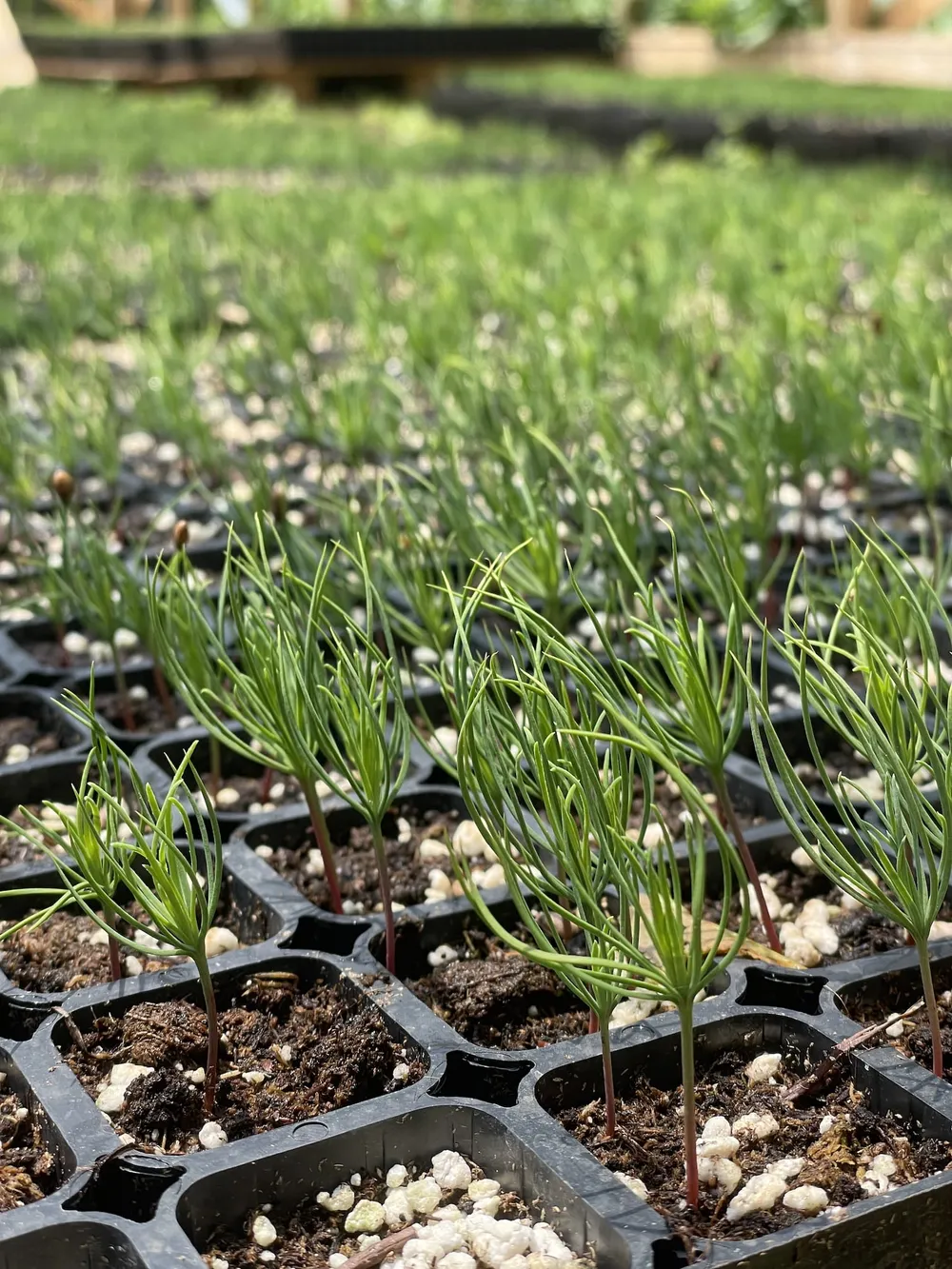 Pinus nigra 2 months seedlings