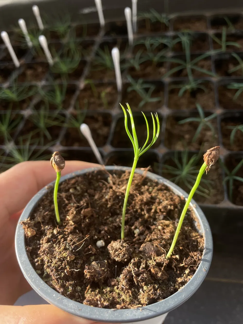 Pinus peuce 2 weeks seedling
