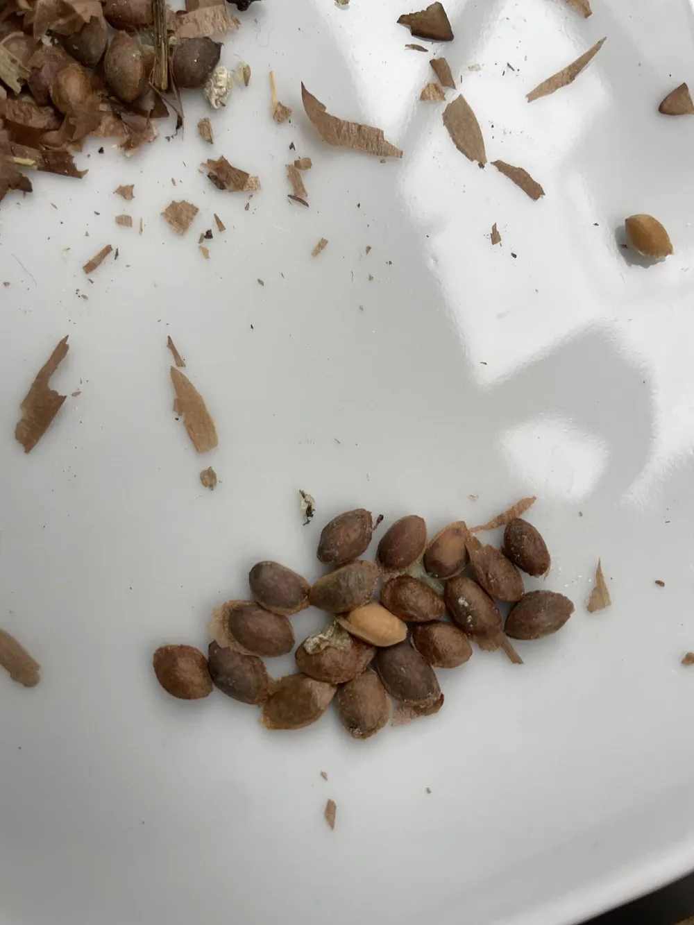 Pinus peuce seeds