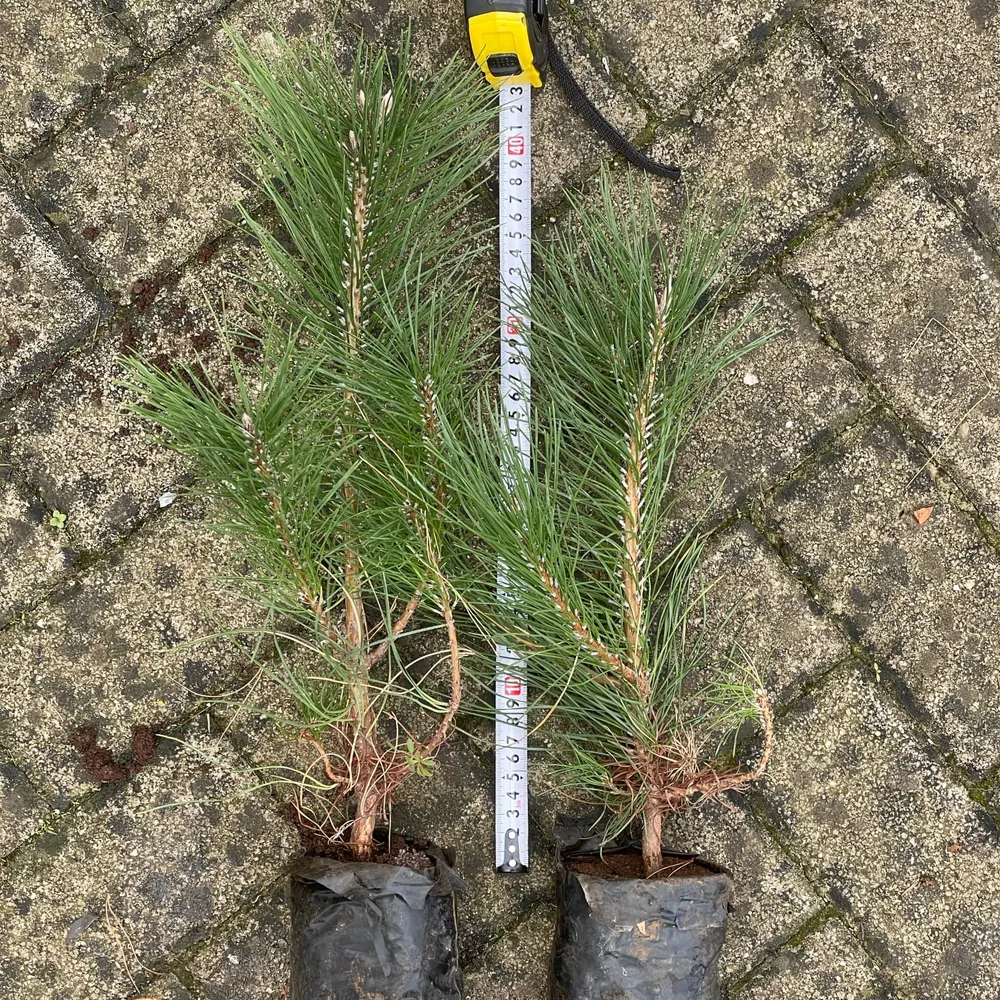 2 year, 35—40cm tall