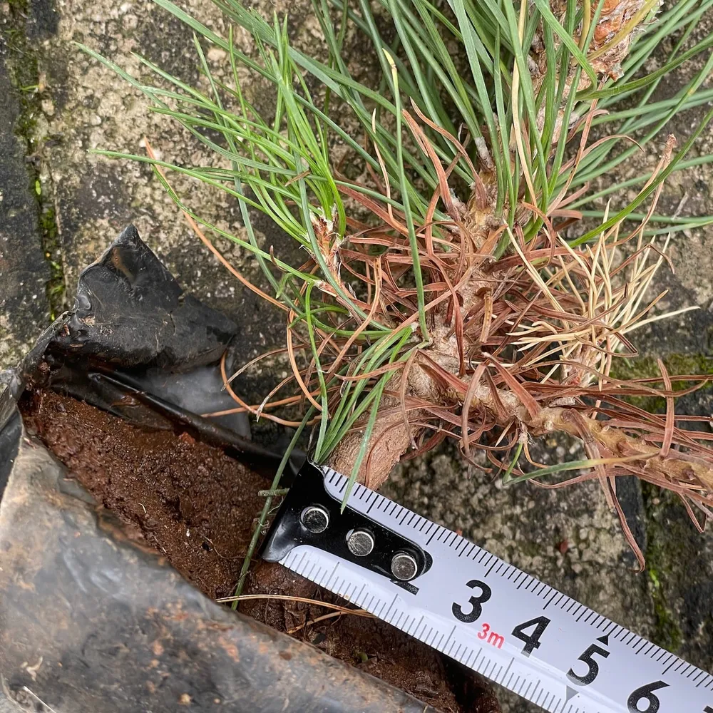 2 year, good neck root