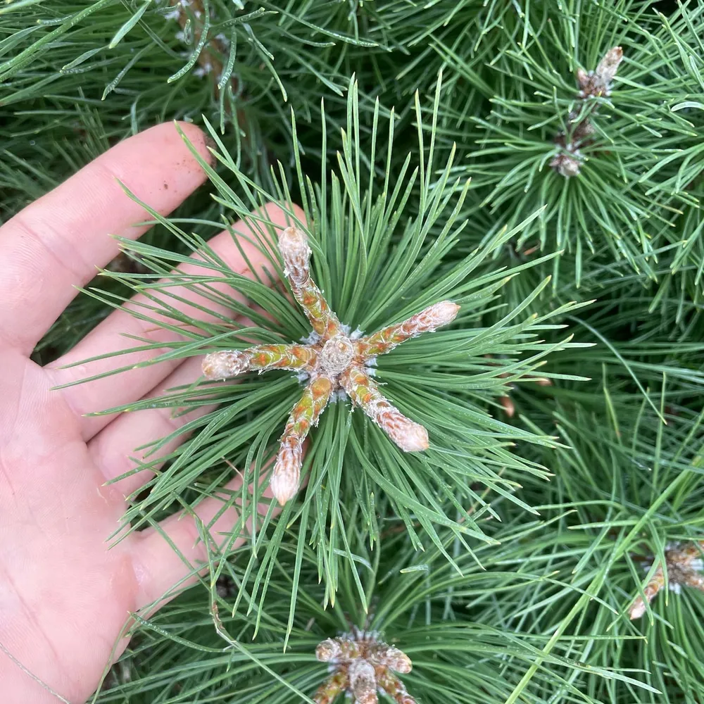 3 year, 60—70cm tall