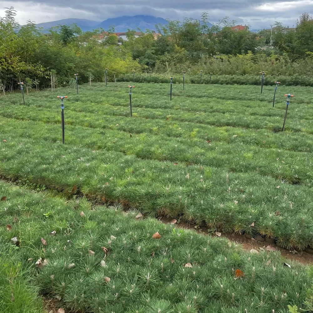 3 year, good neck root