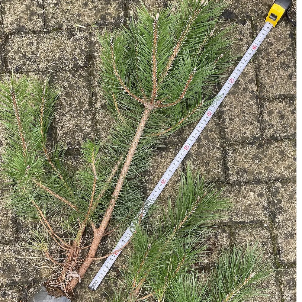 2 year, good terminal bud