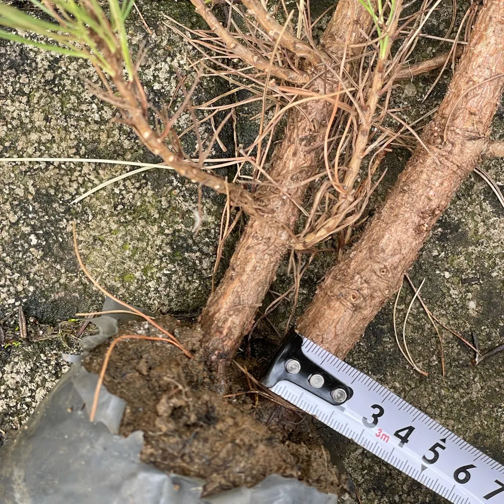 3 year, some variability in growth