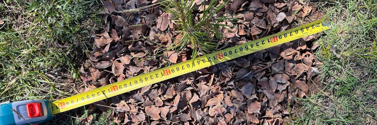 SOIL COVER AS DROUGHT MITIGATION