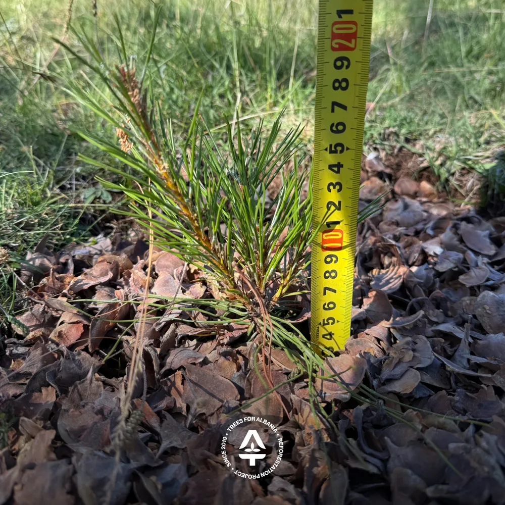 Depth of the cover material in the planting hole
