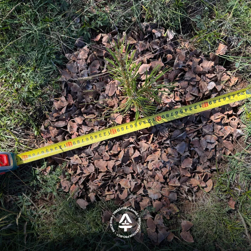 Typical size of our planting hole, covered.