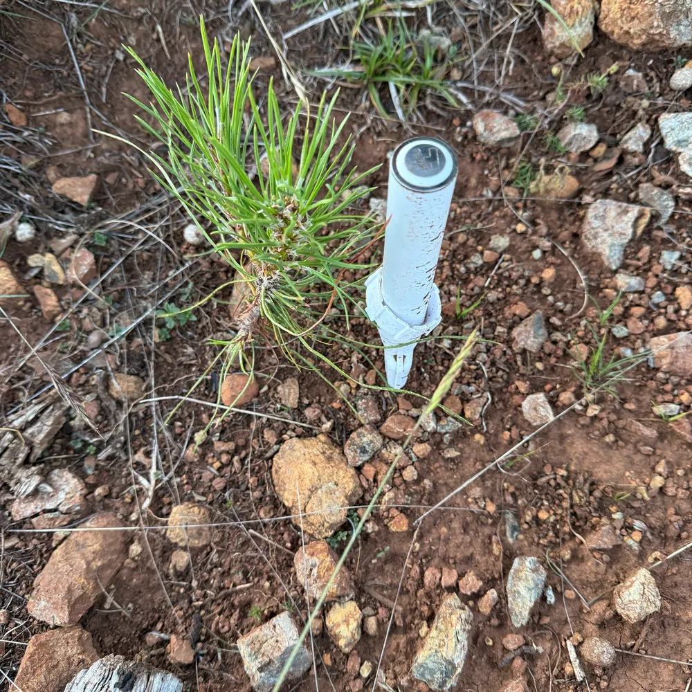 Sensor without soil cover, typical planting hole