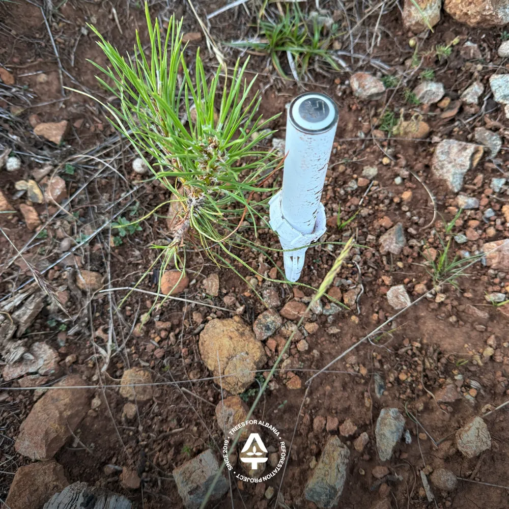 Sensor without soil cover, typical planting hole