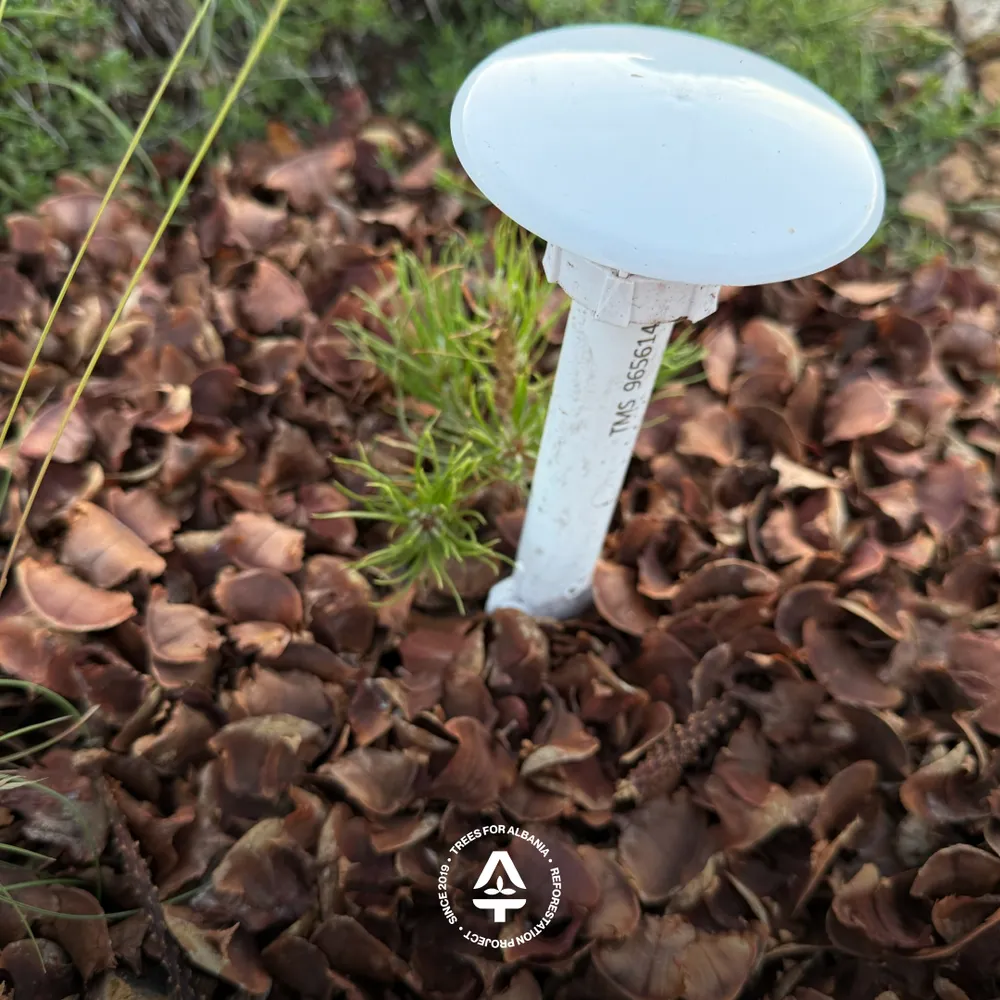 Sensor with soil cover, waste from Silver fir seed collection