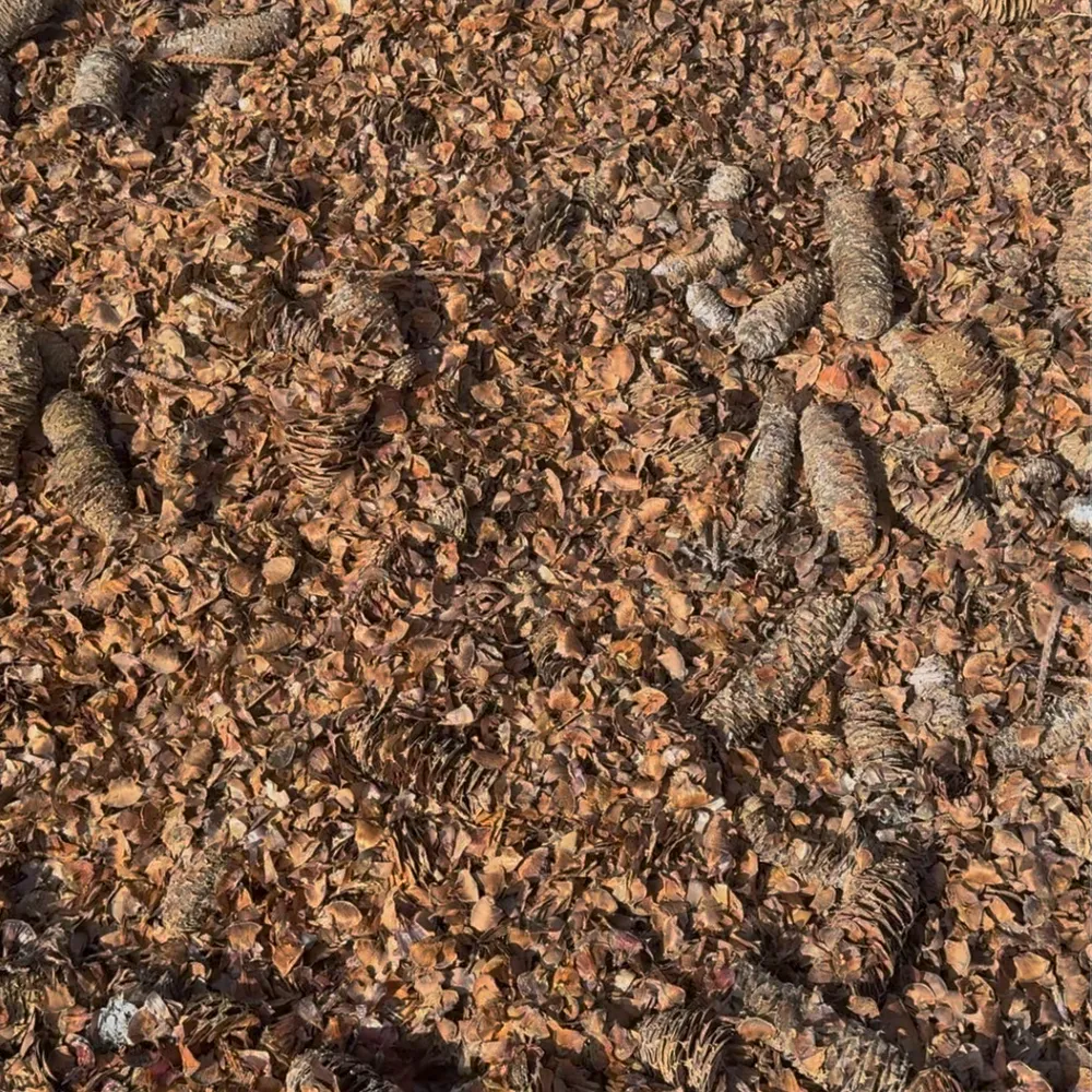 Waste material from Silver fir seed collection