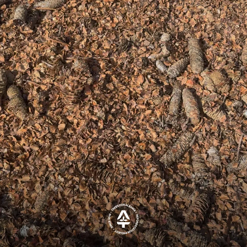 Waste material from Silver fir seed collection