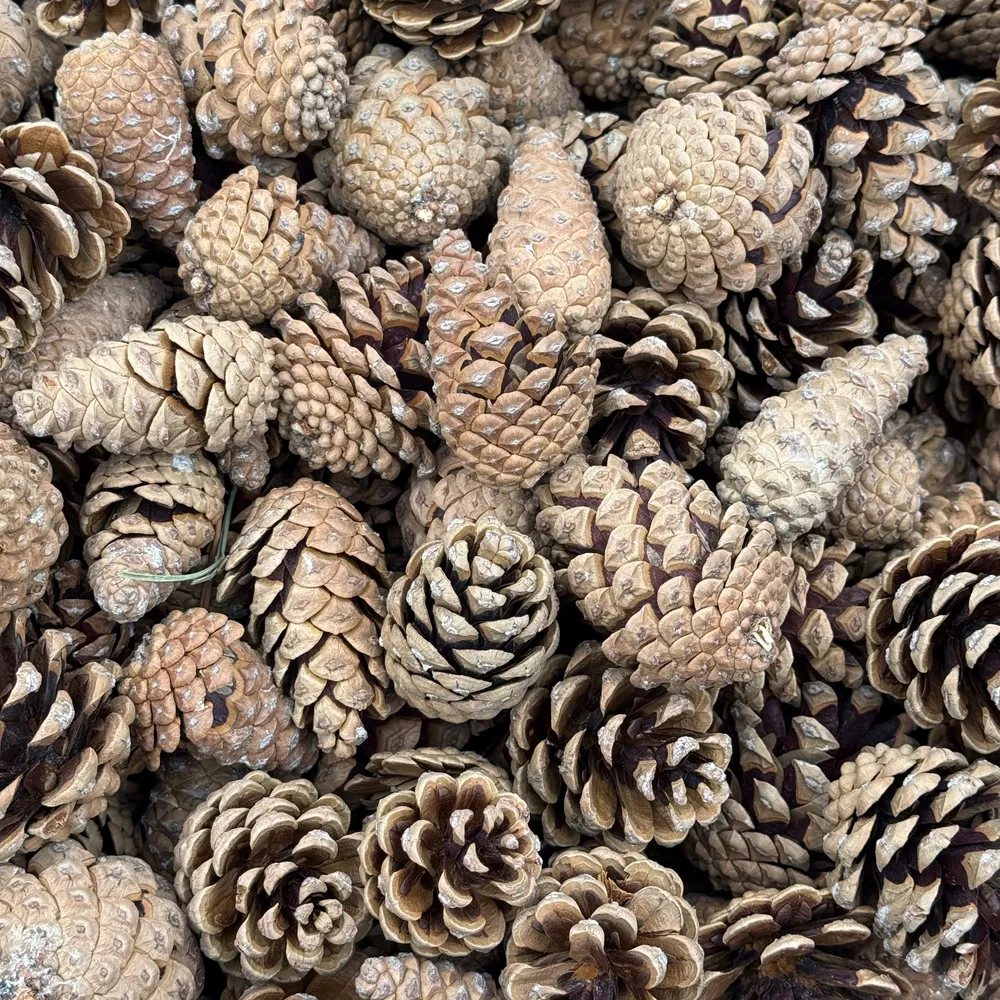 Black pine cones