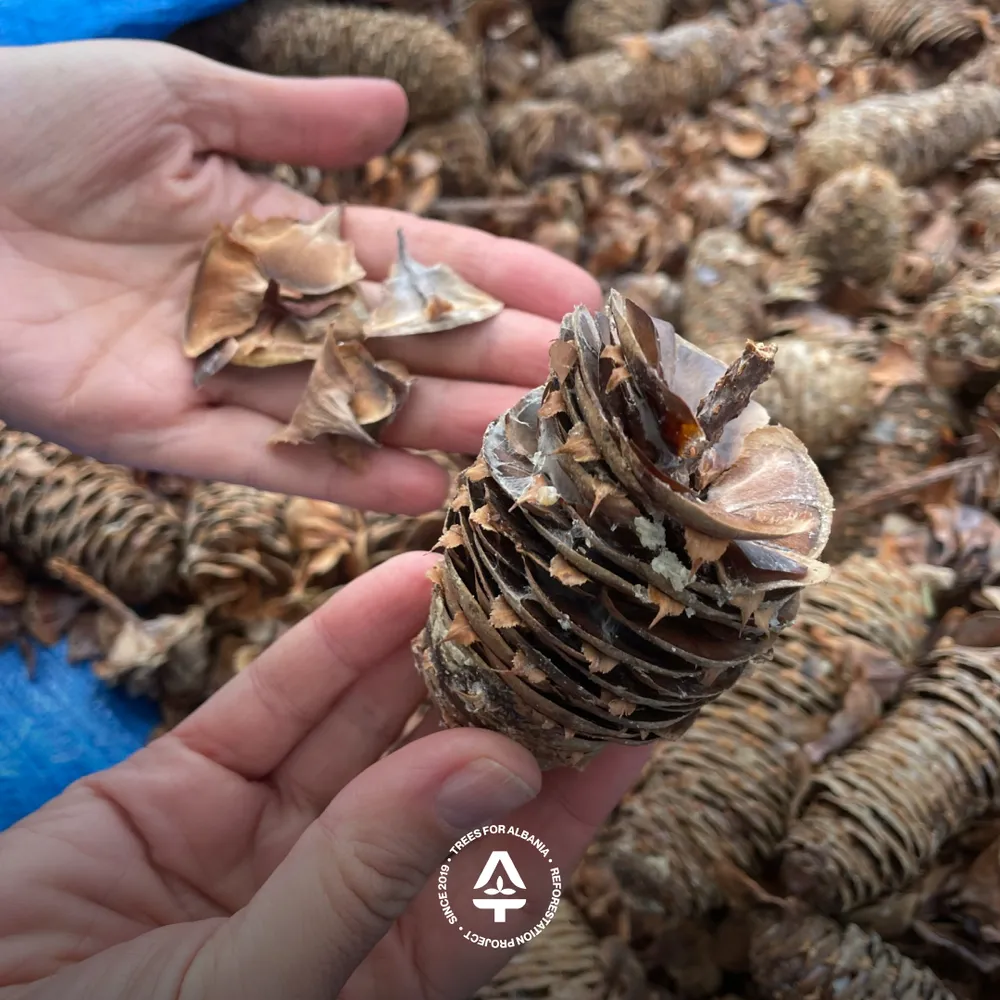 Silver fir cones broken down into small pieces