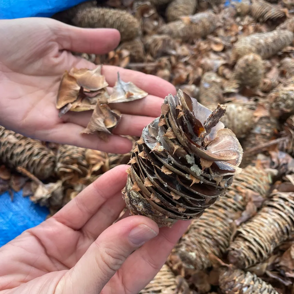 Silver fir cones broken down into small pieces