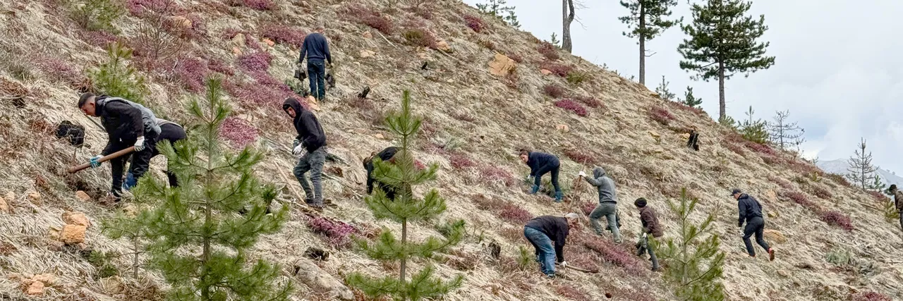 Large forest fire in Lurë National Park