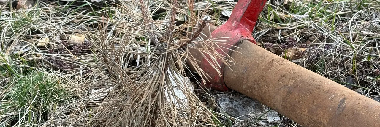 Replanting (replacing dead trees) in Pregj-Lurë area