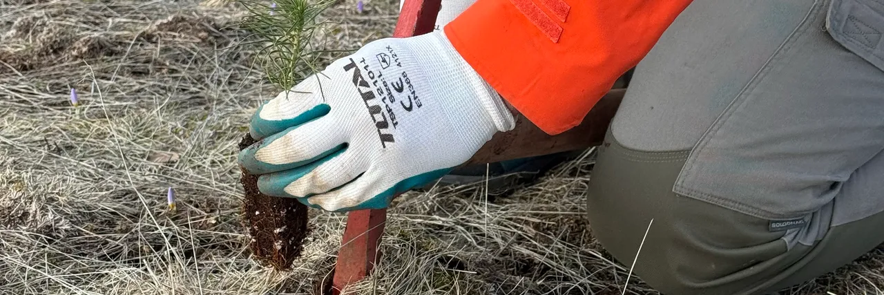 Alternative planting methods for forest restoration