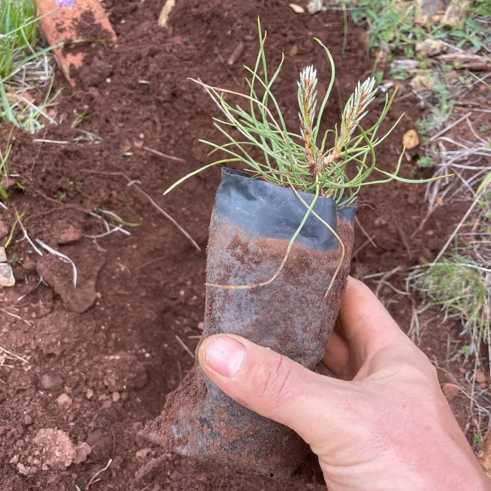 Sampling planted with packaging
