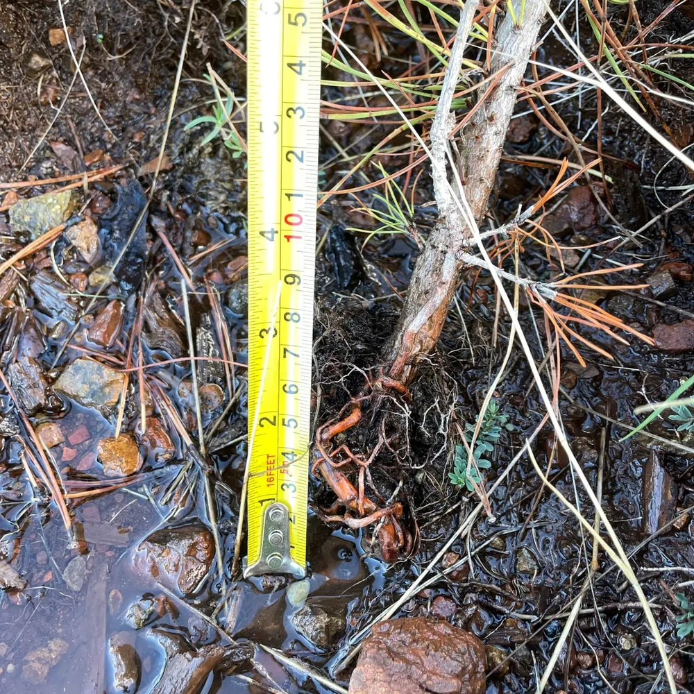 Planted not deep enough