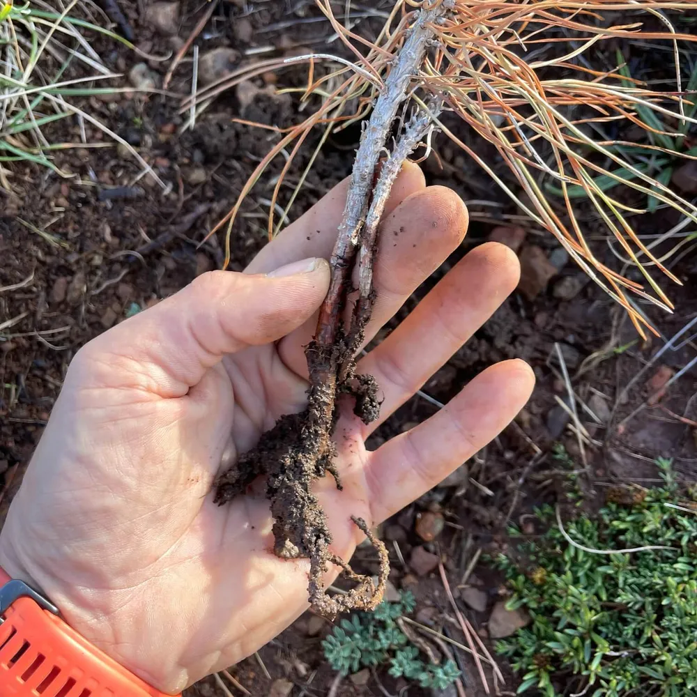 Root system damage