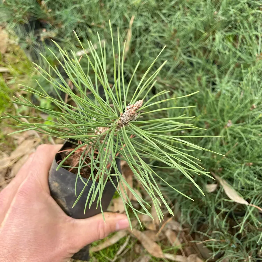 2 year, good terminal bud