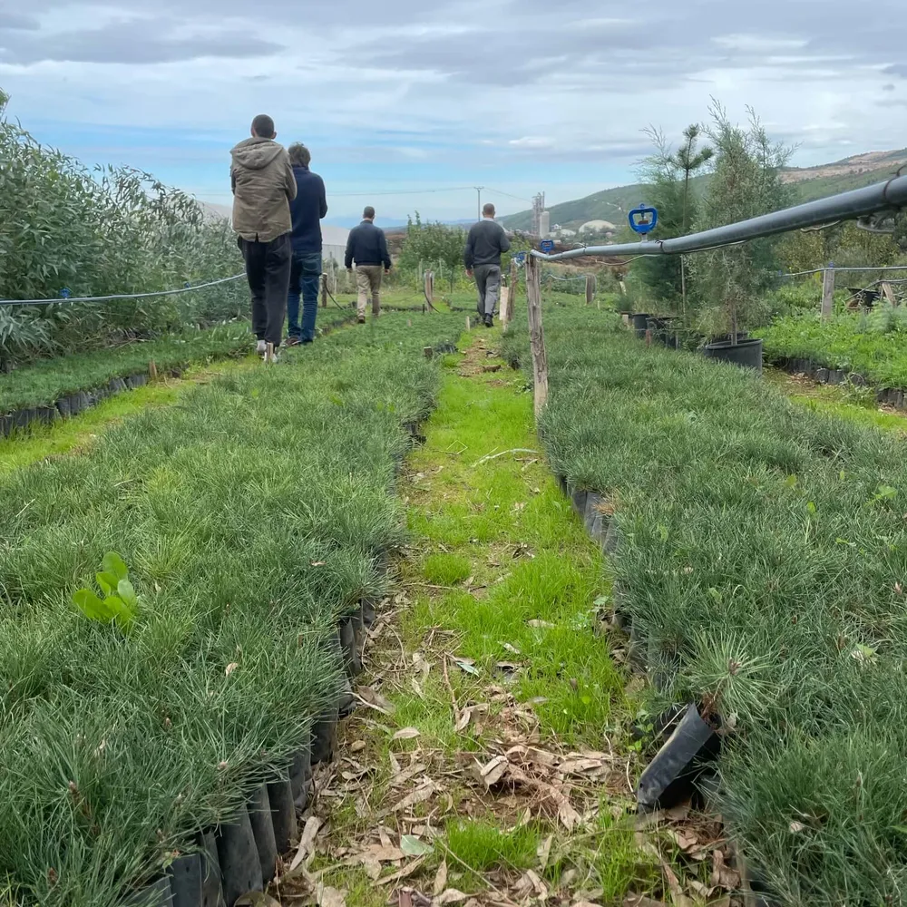 2 year, large volume nursery