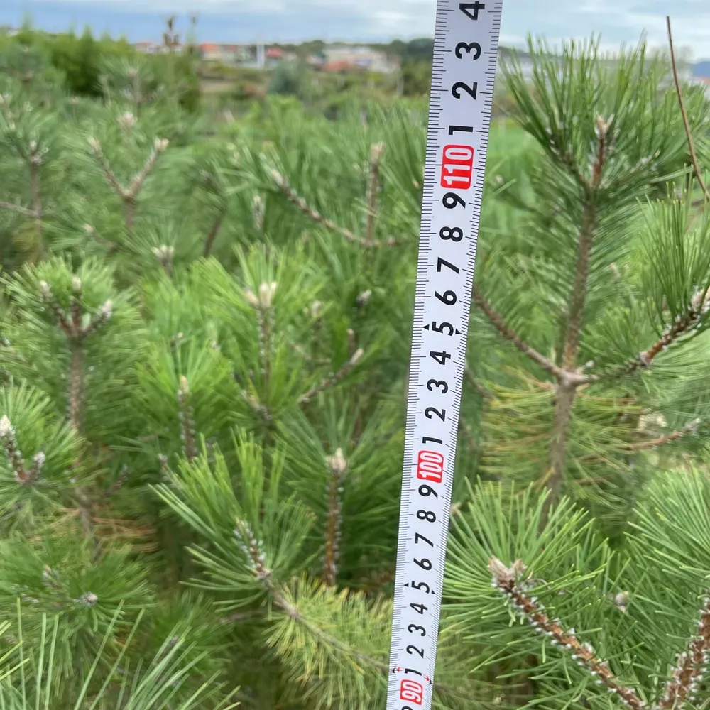 3 year, up to 110cm tall