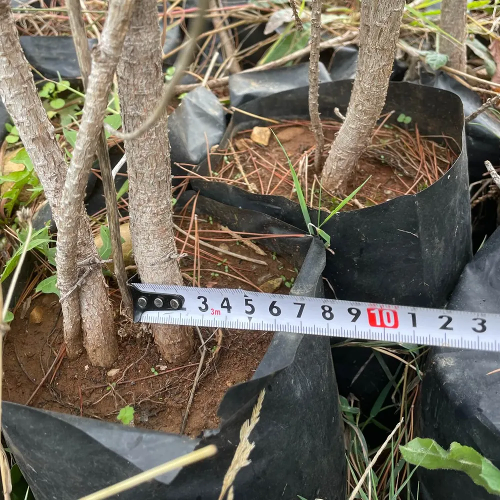 3 year, up to 20mm root neck