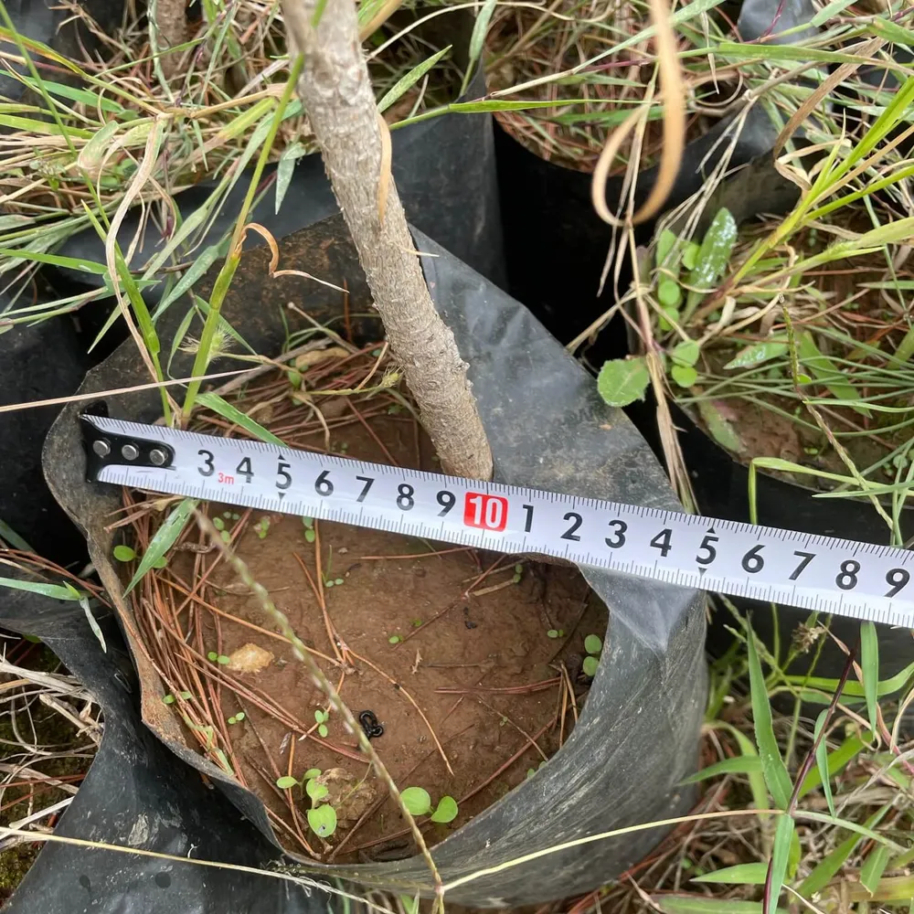 3 year, large packaging for root development