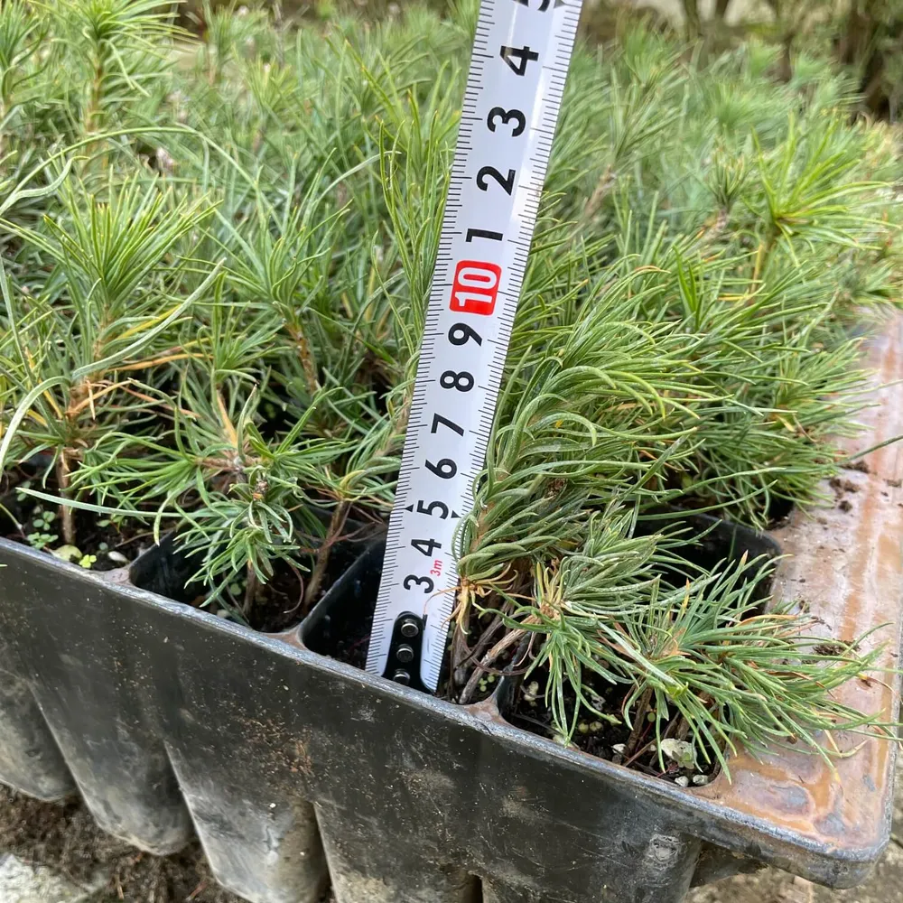 1 year, up to 11cm tall